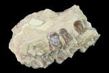 Oreodont (Merycoidodon) Jaw Section - South Dakota #136022-1